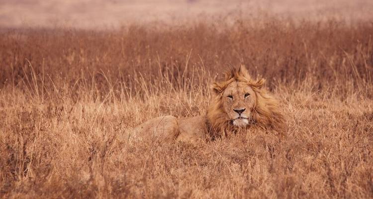 Aventura en el Kilimanjaro y el Serengeti (14 destinations) - Intrepid Travel 3