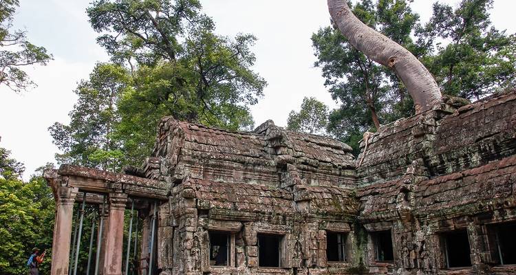 Ruines d'un ancien temple englouties par de grosses racines d'arbres.