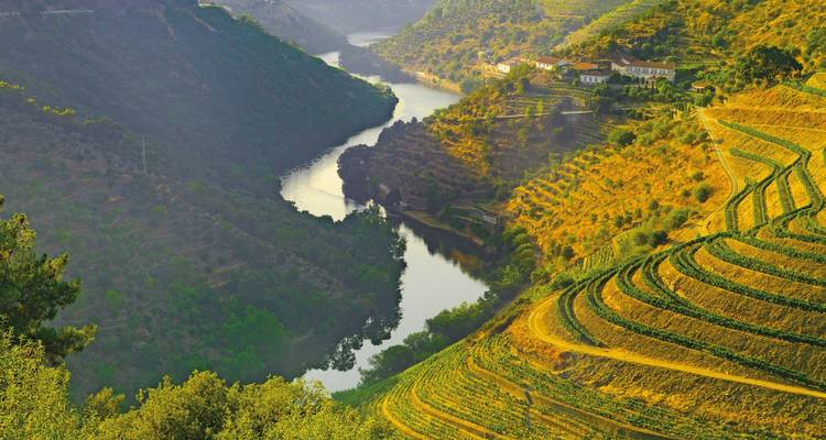 Vignobles en terrasses le long d'une rivière sinueuse.