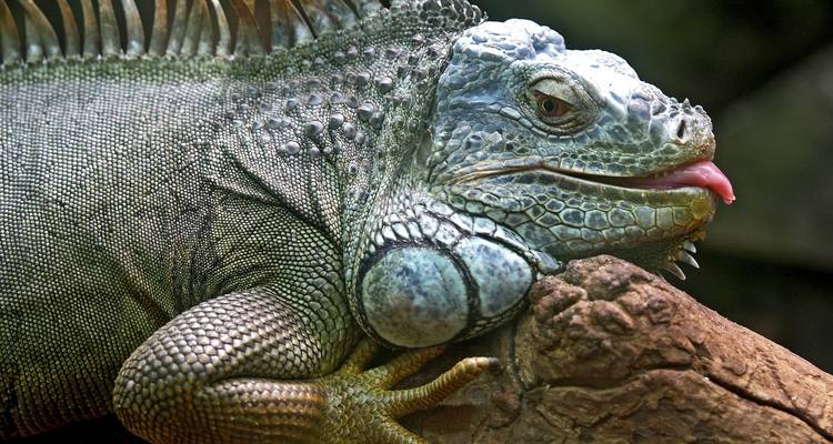 Le Brésil, l'Argentine et le Chili se dévoilent avec l'Amazonie brésilienne - Cosmos 2