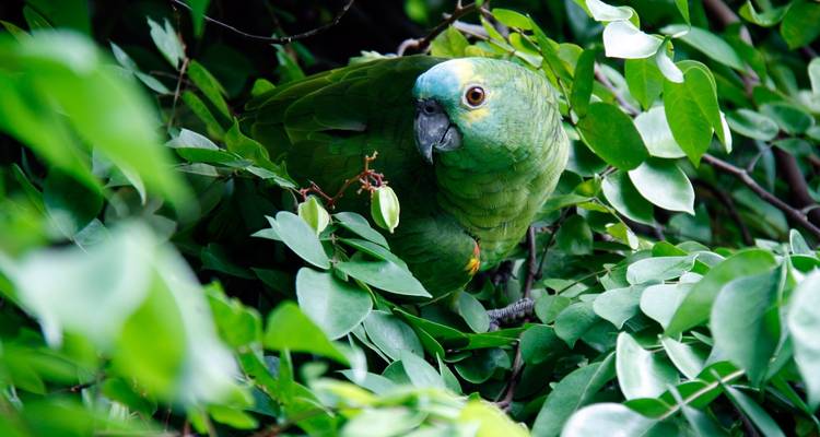 Le Brésil, l'Argentine et le Chili se dévoilent avec l'Amazonie brésilienne - Cosmos 4