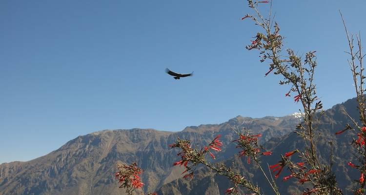 Lo último de Sudamérica con Arequipa y el Cañón del Colca - Cosmos 1