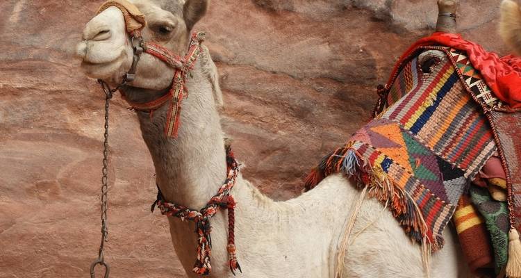 A camel adorned with colorful blankets against a rocky backdrop.