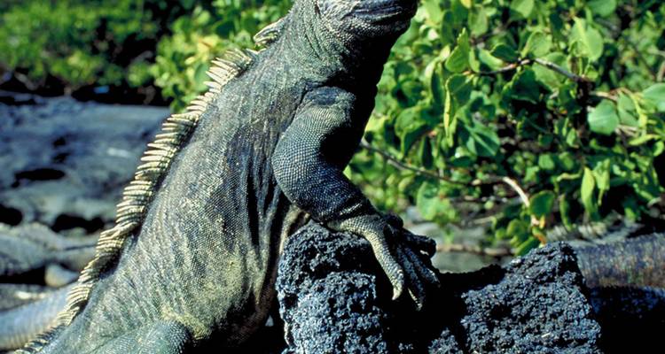 Iguana marina parada en la roca volcánica negra contra el follaje verde.
