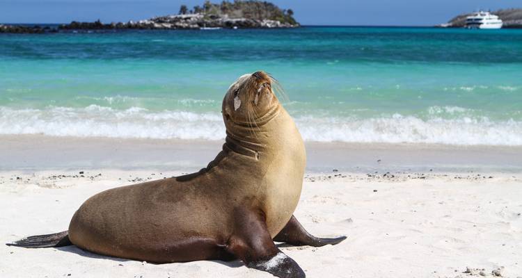 León marino relajándose en una playa de arena con aguas turquesas.