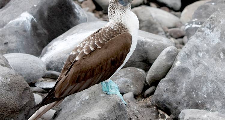 Pájaro bobo de patas azules con patas turquesas brillantes parado sobre rocas grises.