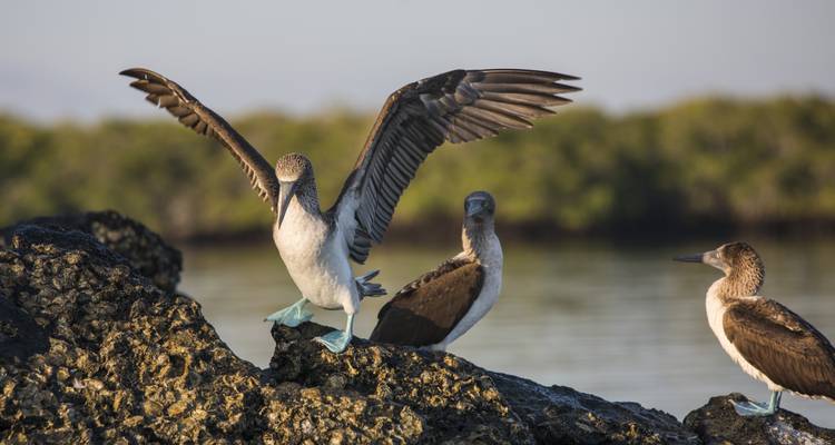 Galápagos — Central, South & East Islands aboard the Yolita - G Adventures 8