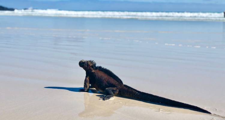 Iguana marina descansando en una playa arenosa y mojada con olas del océano de fondo.
