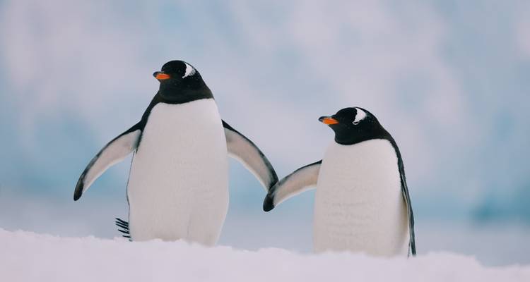 Twee ezelspinguïns staan naast elkaar op verse sneeuw met een blauw ijslandschap op de achtergrond