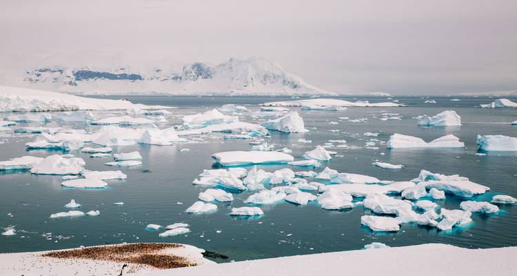 Uitgestrekt Antarctisch zeegezicht vol drijvende blauw-witte ijsbergen onder een bleek uitspansel en verre bergen