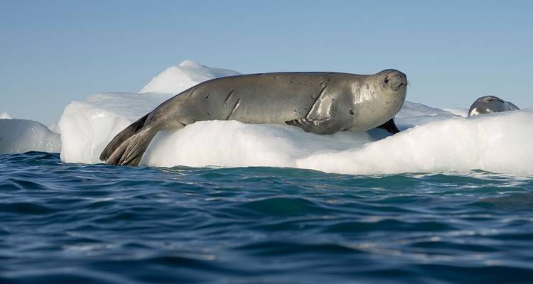 Luipaardrob rust op een klein ijsschotsje omringd door diepblauw Antarctisch water onder heldere hemel