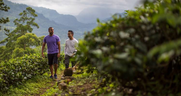 Dos hombres caminando por un estrecho sendero entre exuberantes arbustos de té verde con montañas brumosas a lo lejos.