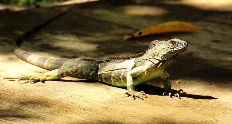 Viajes: Descubre Costa Rica Viajes de National Geographic - National Geographic Journeys with G Adventures 10