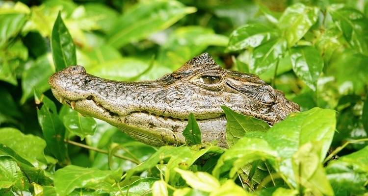 Viajes: Descubre Costa Rica Viajes de National Geographic - National Geographic Journeys with G Adventures 7