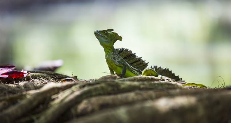Viajes: Descubre Costa Rica Viajes de National Geographic - National Geographic Journeys with G Adventures 1