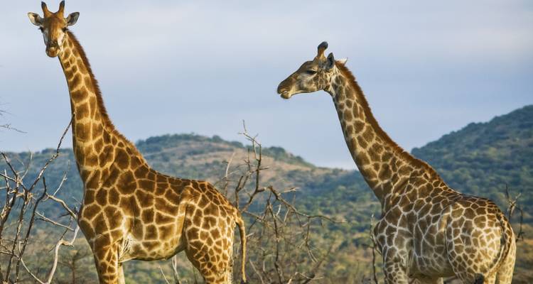 Journeys : Safari au Kenya National Geographic Journeys - National Geographic Journeys with G Adventures 7
