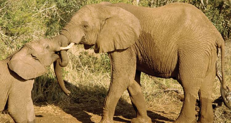 Journeys : Safari au Kenya National Geographic Journeys - National Geographic Journeys with G Adventures 6