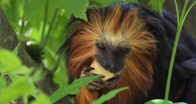 Descubrimiento de los gorilas en Ruanda y Uganda Viajes de National Geographic - National Geographic Journeys with G Adventures 1