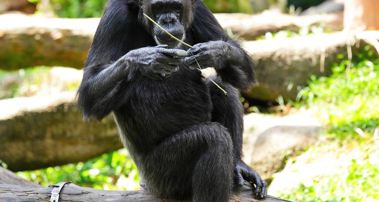 Chimpanzee sits on log holding a twig in leafy enclosure.