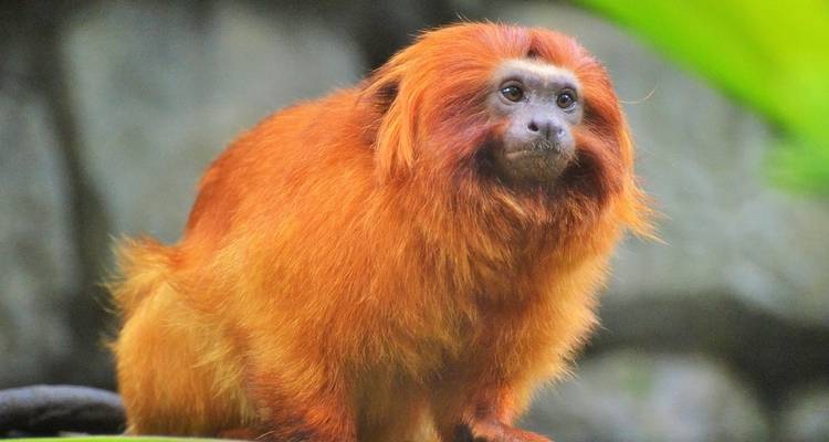 Descubrimiento de los gorilas en Ruanda y Uganda Viajes de National Geographic - National Geographic Journeys with G Adventures 6