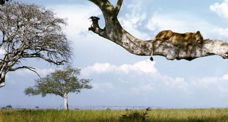 Descubrimiento de los gorilas en Ruanda y Uganda Viajes de National Geographic - National Geographic Journeys with G Adventures 2