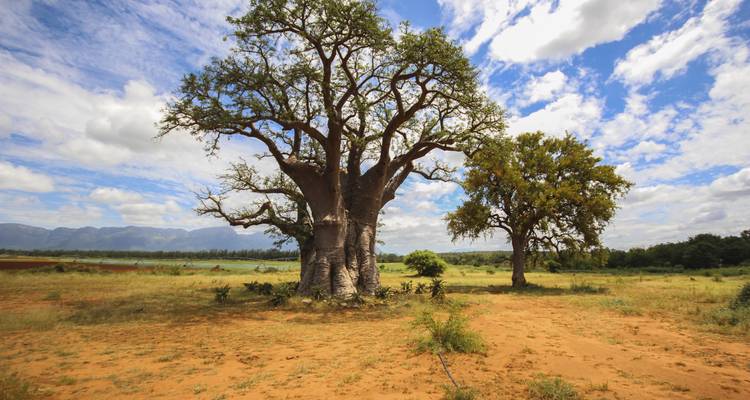 Árboles baobab en un vasto paisaje abierto bajo un cielo azul.