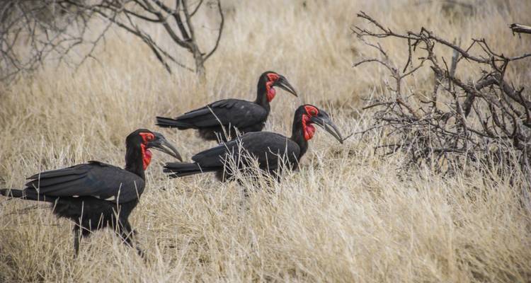 Viajes: Descubre el Parque Nacional Kruger Viajes de National Geographic - National Geographic Journeys with G Adventures 10