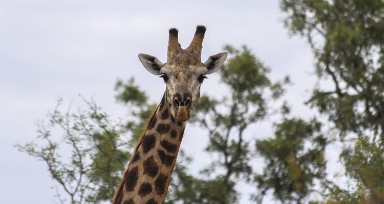 Viajes: Descubre el Parque Nacional Kruger Viajes de National Geographic - National Geographic Journeys with G Adventures 9