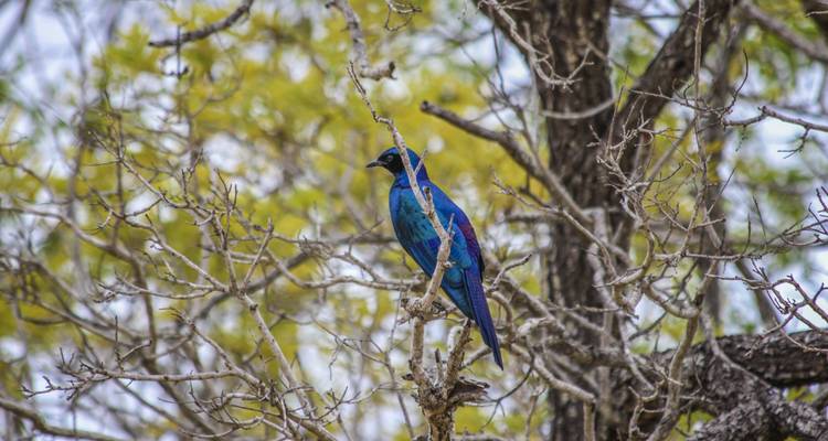 Viajes: Descubre el Parque Nacional Kruger Viajes de National Geographic - National Geographic Journeys with G Adventures 8
