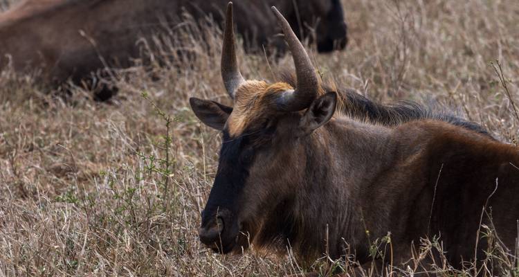 Journeys : Découvrez l'Afrique australe National Geographic Journeys - National Geographic Journeys with G Adventures 8