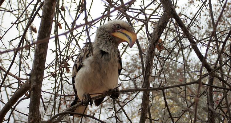 Journeys: Explore Kruger & Victoria Falls National Geographic Journeys - National Geographic Journeys with G Adventures 7