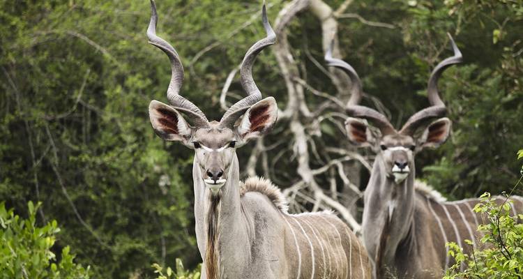 Journeys: Explore Kruger & Victoria Falls National Geographic Journeys - National Geographic Journeys with G Adventures 3