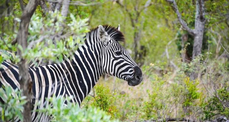 Journeys: Explore Kruger & Victoria Falls National Geographic Journeys - National Geographic Journeys with G Adventures 4