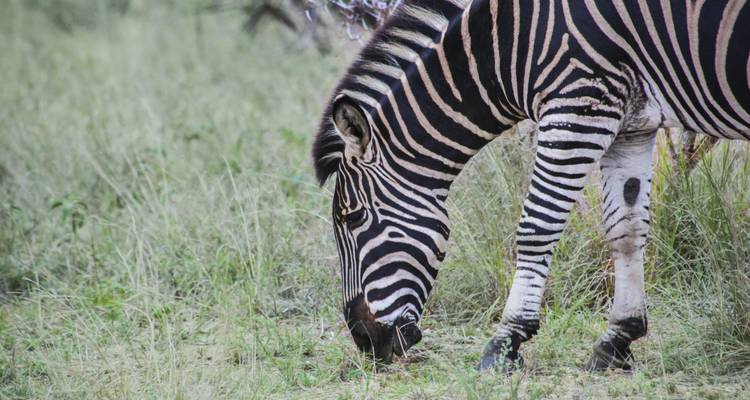 Journeys: Explore Kruger & Victoria Falls National Geographic Journeys - National Geographic Journeys with G Adventures 8