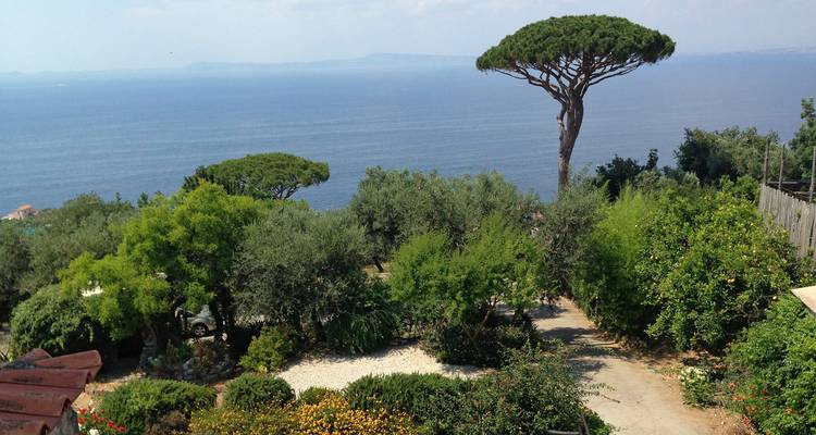 Jardin méditerranéen avec des arbres luxuriants et l'emblématique pin parasol dominant une mer bleue calme et des îles lointaines.
