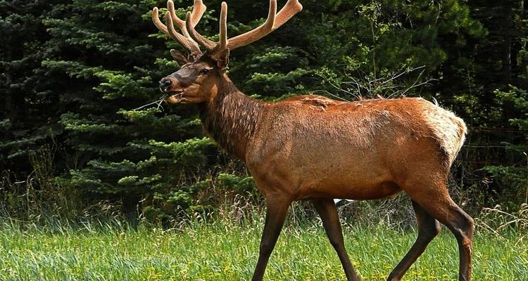 Journeys: Discover the Canadian Rockies - Westbound National Geographic Journeys - National Geographic Journeys with G Adventures 10
