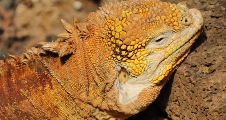 Le meilleur de l'Équateur et des Galápagos - Adventure Journeys 4