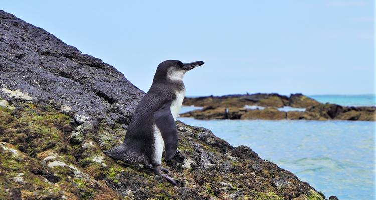 Le meilleur de l'Équateur et des Galápagos - Adventure Journeys 3