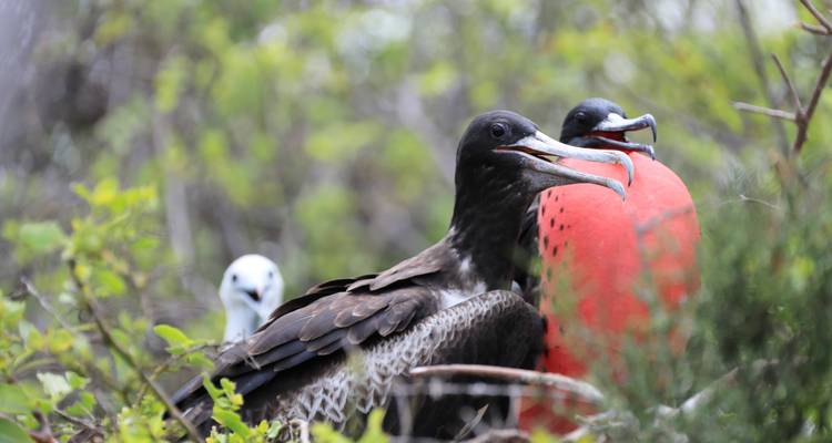 Le meilleur de l'Équateur et des Galápagos - Adventure Journeys 1