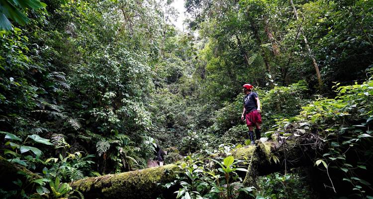 Persona explorando un bosque denso con árboles frondosos y altos.