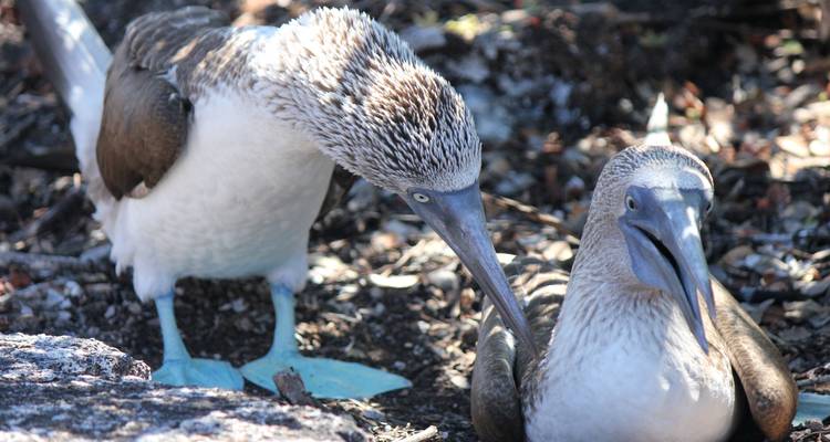La quête des Galapagos et de l'Amazonie - Adventure Journeys 3