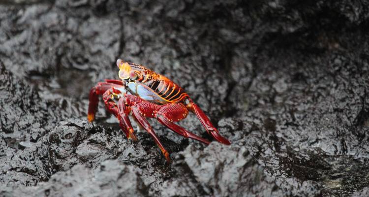 Galapagos Multisport - Adventure Journeys 8
