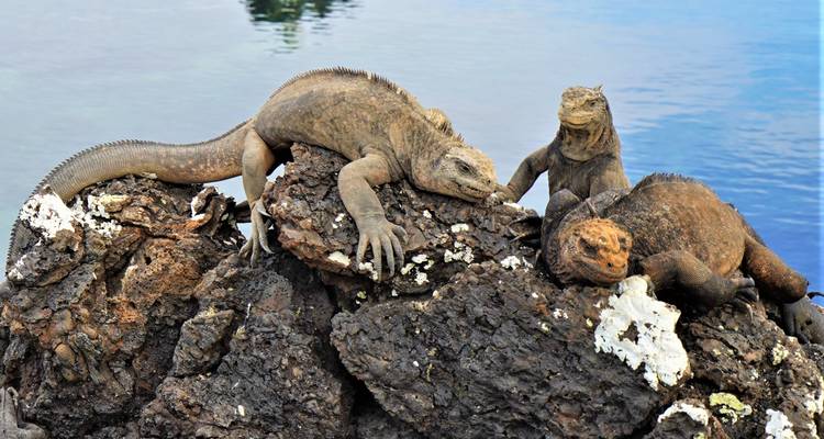 Iguanas marinas tomando el sol sobre las rocas junto al mar.