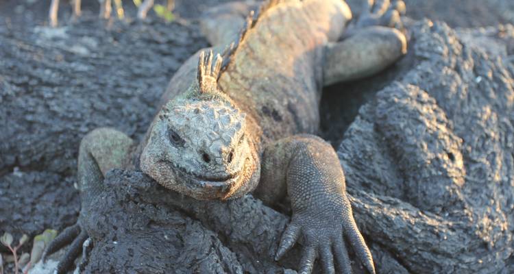 Le meilleur des Galápagos - Adventure Journeys 9