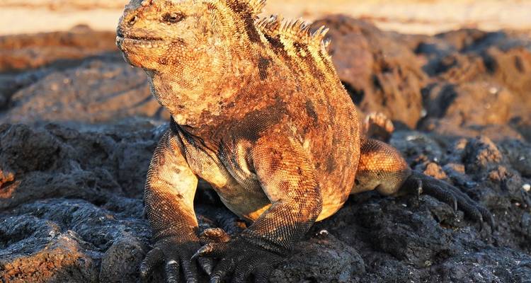 Le meilleur des Galápagos - Adventure Journeys 2