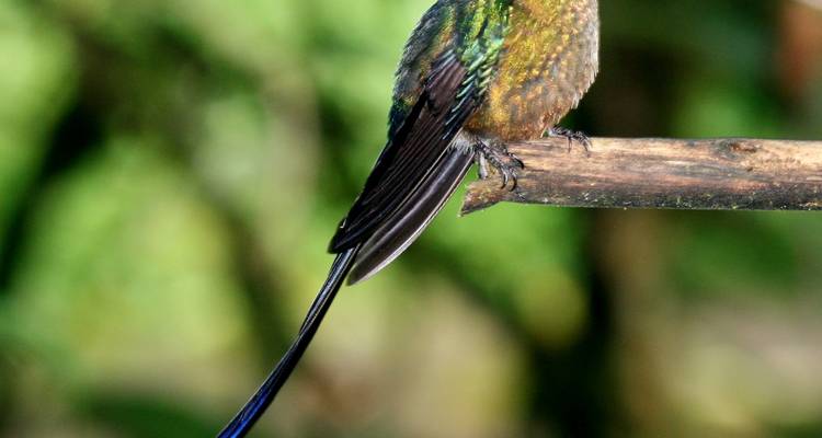 Bunter Kolibri auf einem Ast sitzend, scharfes Bild.