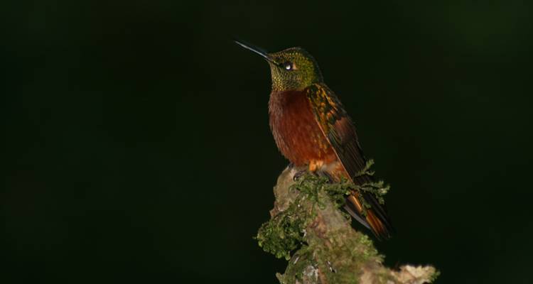 Nahaufnahme eines Kolibris, der auf einem Ast vor dunklem Hintergrund sitzt.