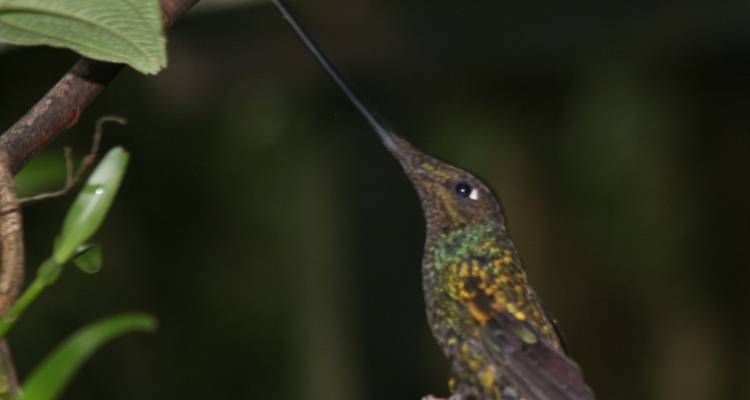 Kolibri mit erhobenem Kopf, leicht unscharfes Bild in natürlicher Umgebung.