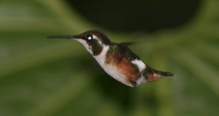 Kolibri im Flug vor einem grün verschwommenen Hintergrund.