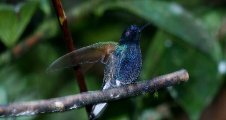 Kolibri auf einem Ast mit verschwommenen Flügeln, dunkler Hintergrund.